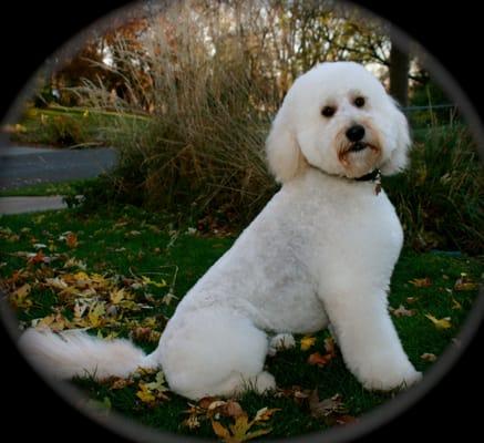 Dreadlocks For Dingoes