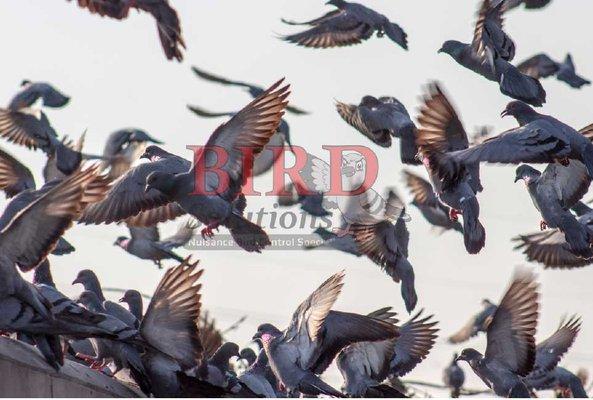 RDW Credit Solutions