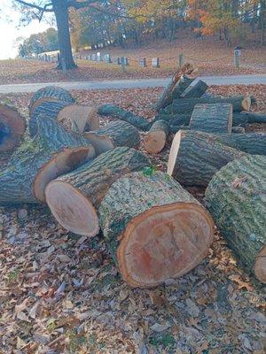 Amspacher Tree Service