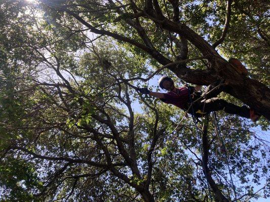 Huckleberry Tree Care