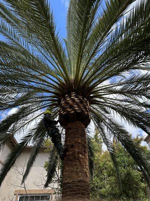 A Cut Above Tree Service