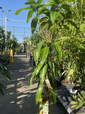 Lavish Lakeland Lawn Pool and Landscaping and more