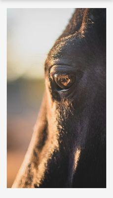 Blackhorse Psychiatry