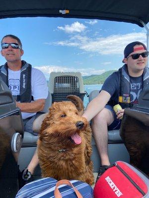 Highlands Australian Cobberdogs