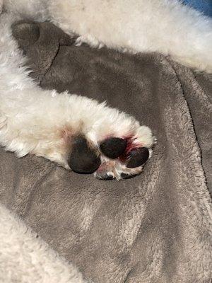 Lara's Doggy in the Window