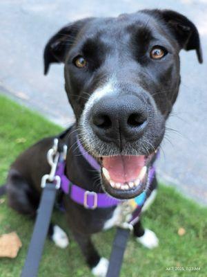 Oak Grove Pet Sitting