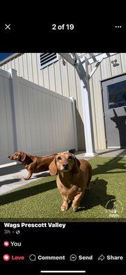 Wags Pet Resort & Hotel