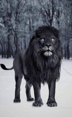 Lionz Den become ONE with the Lion you're meant to be