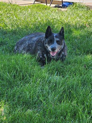 Dylan, he was loved and deserved better than to be treated like just another number.