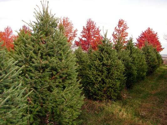 Albert Family Tree Farm & Nursery