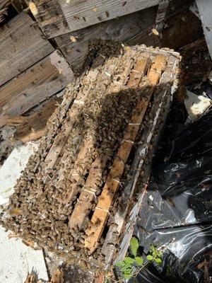Natural Bee Removal