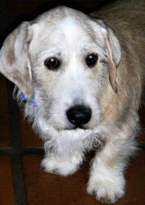 Alvarado Veterinary Hospital