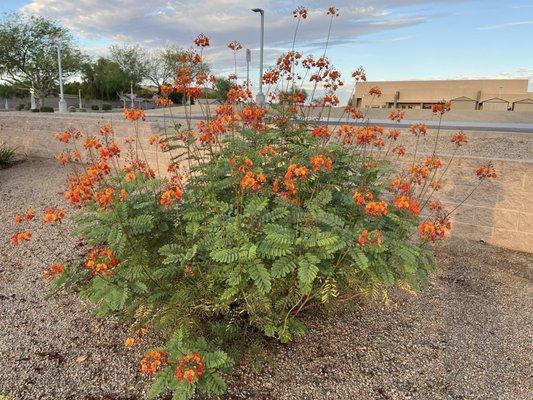Arizona Central Credit Union