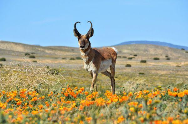 Tejon Ranch Conservancy