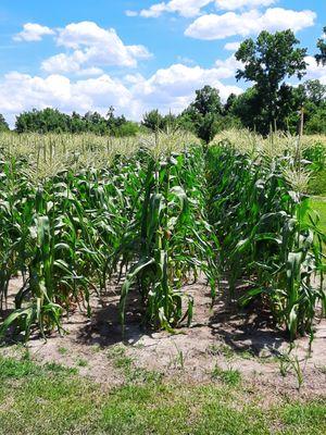 Sweet corn getting ready