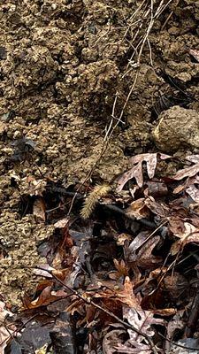 His crew dumped mud and crappy concrete rocks behind our condo and crushed and killed several squirrels and babies.