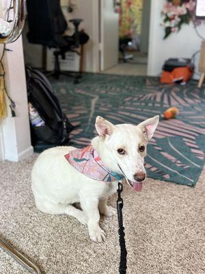 Cold Noses Warm Hearts