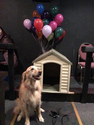 Meeko with the Up-inspired dog house