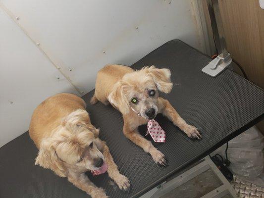 Fresh Mobile Grooming