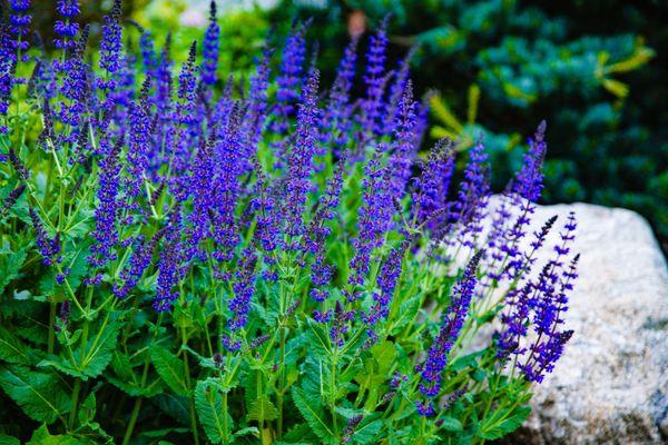 From soil to petals, these flowers get the nutrients they need to flourish -- expertly fertilized and cared for.