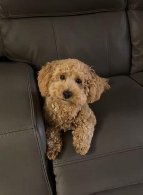 Pawsitive Love Dog Grooming