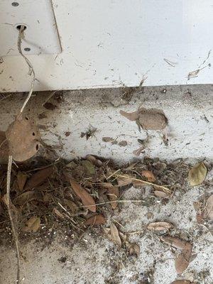 Smart Living Pest Solutions