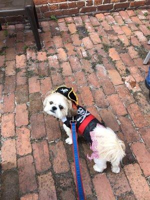 Barkarilla - 7th Annual Pirate Pooch Parade