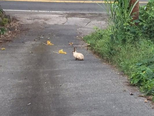 Green Lions Farm B&B