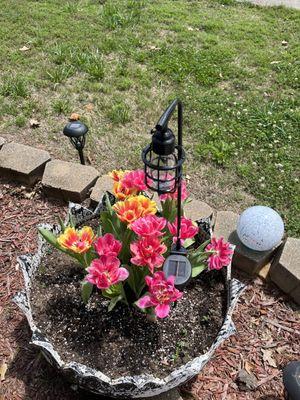 Dove Home Care services