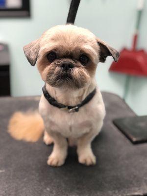 Central Paw Grooming