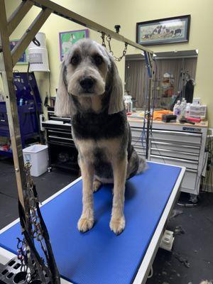 after their spa grooming By Bentley