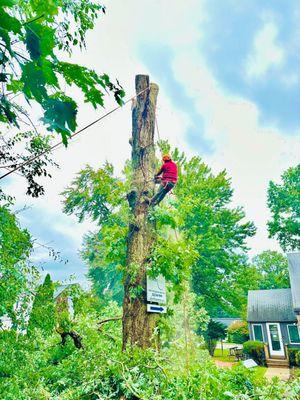 George Tree Services