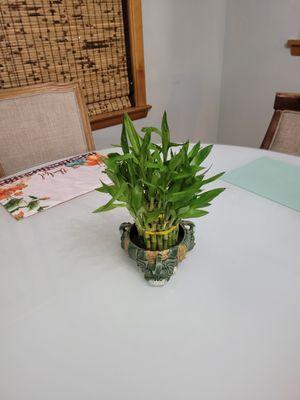 Bamboo in an elephant for blessings holder.