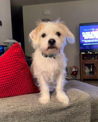 Winchester Area SPCA