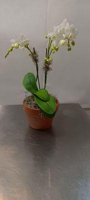 If yoy're looking for the perfect spot to find beautifull flowers and plants, look no futher than citywide flowers and plants!