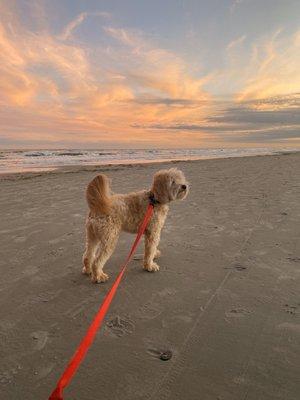 Island Animal Clinic