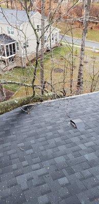 Arbor Care Tree Service & Affordable Tree Specialist