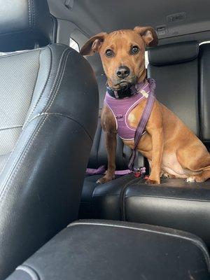 Pet Health Centers at North Shore Animal League America