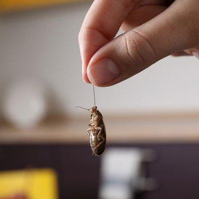 Kingsman Pest Exterminators