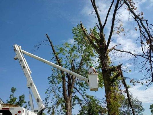 Stearman And Sons Tree Service