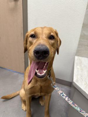 Horizon Ridge Animal Hospital