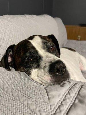 Summerfield Veterinary Hospital PLLC