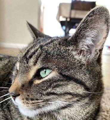 Singing Hills Animal Hospital