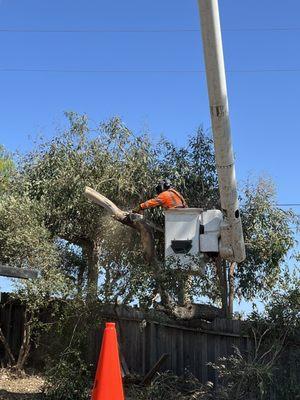 California Tree Service