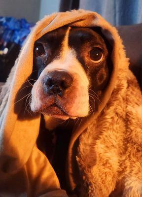 Wyoming Pit Bull Post Rescue