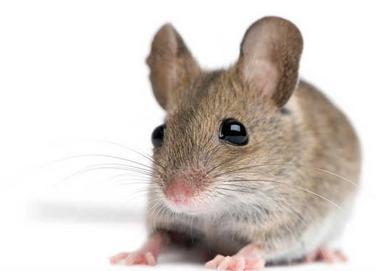 Entech Pest Management