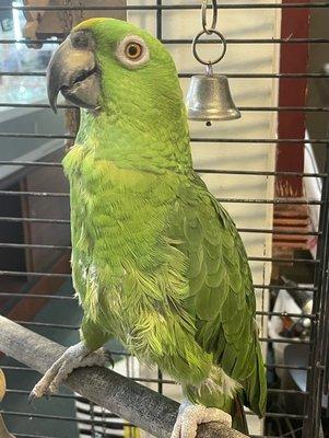 Mr. Bird the store mascot