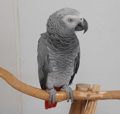 Wholesale Bird And Cage