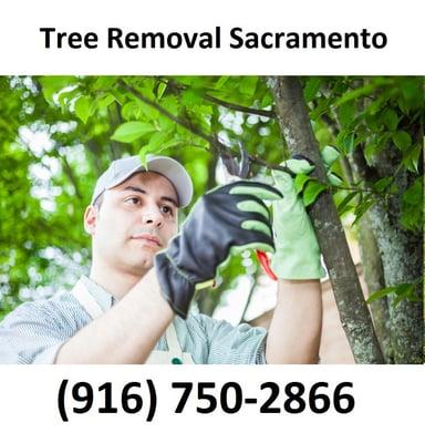 Tree Removal Sacramento