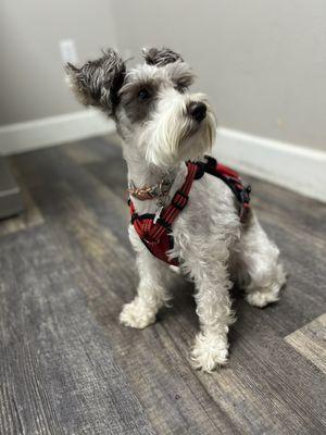 Austin Mina at Best Vest and she gives it two paws up.